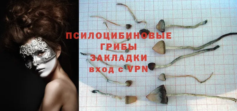 где можно купить   Богородицк  KRAKEN сайт  Псилоцибиновые грибы MAGIC MUSHROOMS 